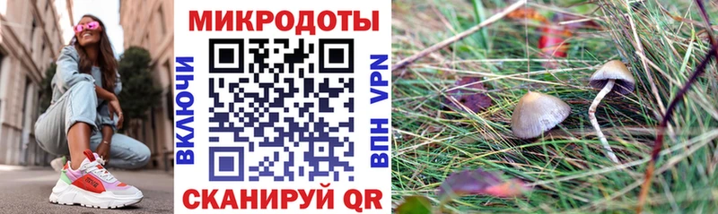 Галлюциногенные грибы Psilocybe  Нефтеюганск 